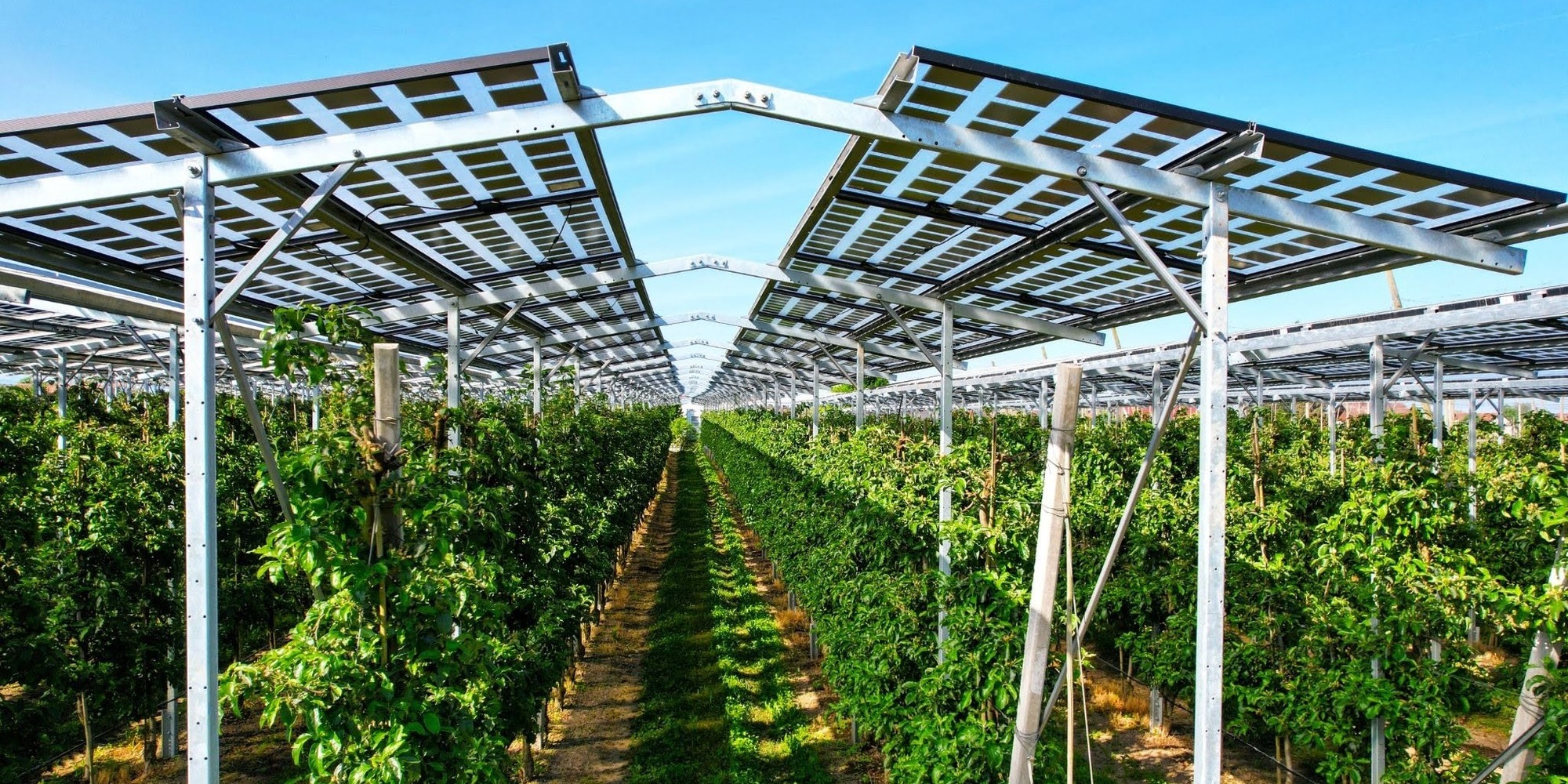 „Das Potenzial von Agri-Photovoltaik ist riesig!“